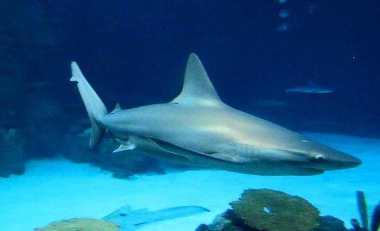 Shark Reef Aquarium